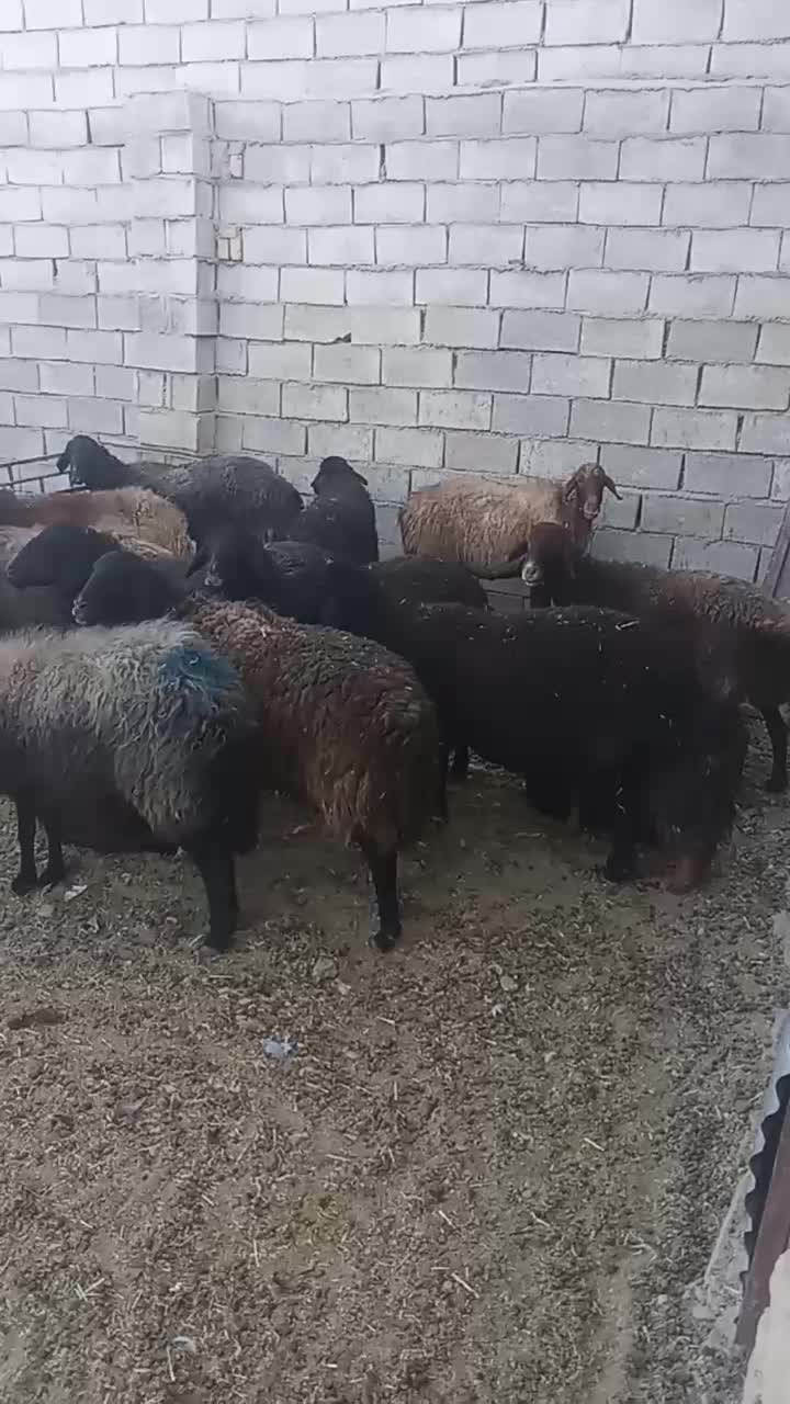 ۳۹راسمیشداشتی|حیوانات مزرعه|پیشخور, |دیوار