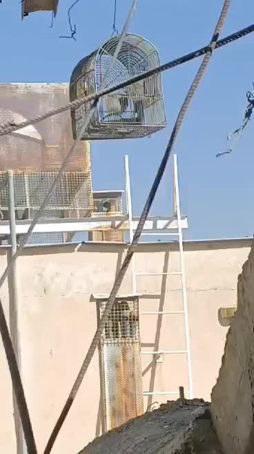 سهره قناری مست مست معاوضه|پرنده|شیراز, طلاب|دیوار