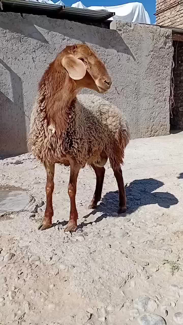 بره قوچی همو ۳۰۰۰۰۰۰۰|حیوانات مزرعه|مشهد, احمدآباد|دیوار
