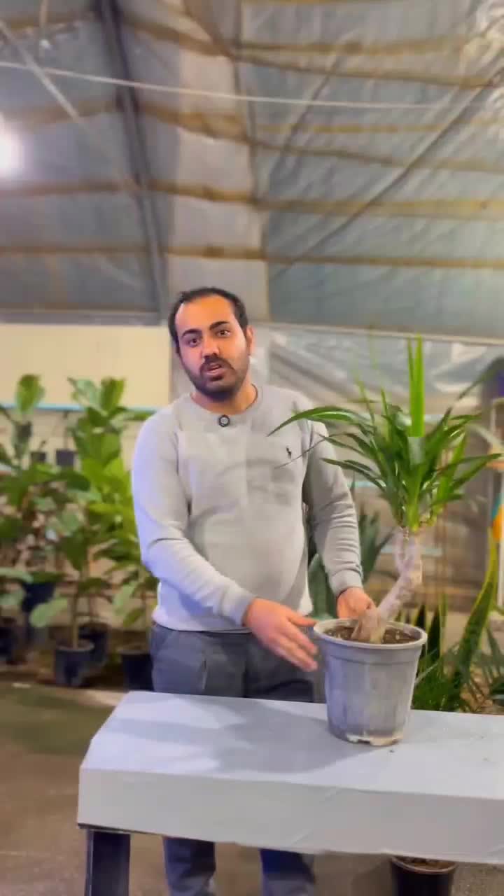 اینجا گلخونه اریکاست|گل و گیاه طبیعی|بجنورد, |دیوار