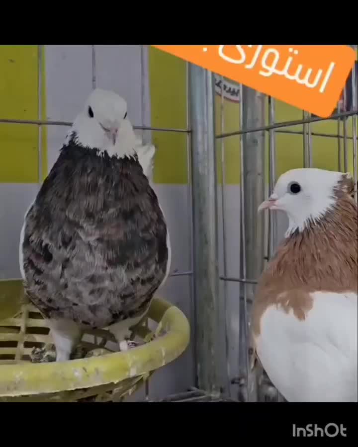 کبوتر طوقی سبز مگس شامی کرمانی کاغذی|پرنده|میرجاوه, |دیوار