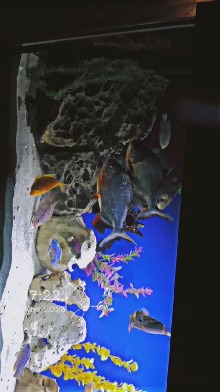اکواریوم|ماهی|بهبهان, |دیوار