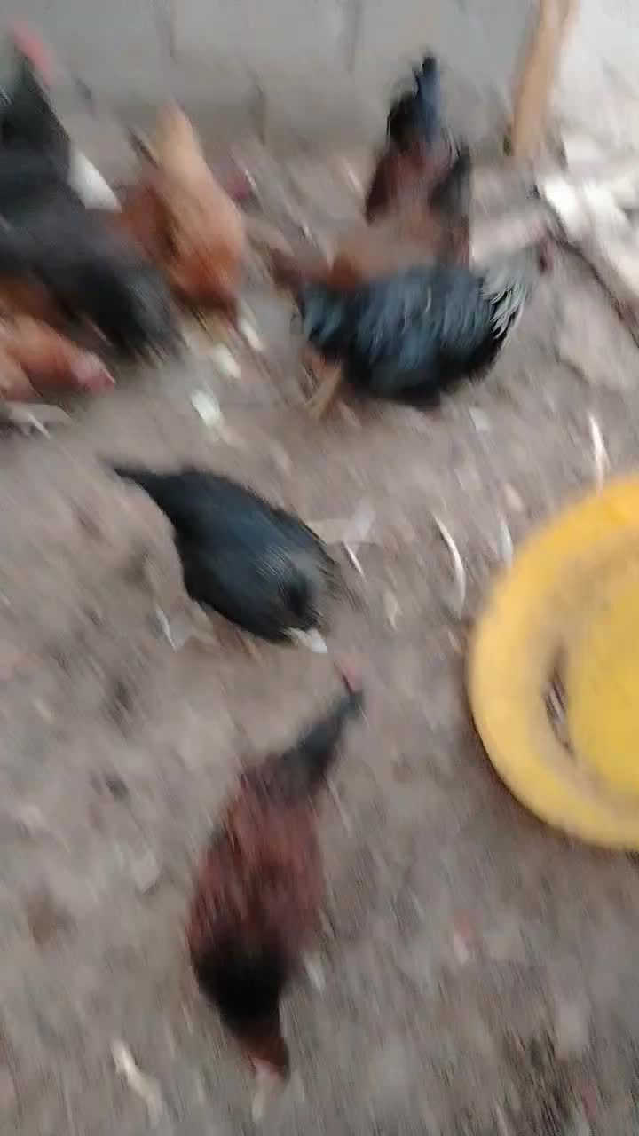 مرغ و خروس|حیوانات مزرعه|تربت جام, رضاآباد|دیوار