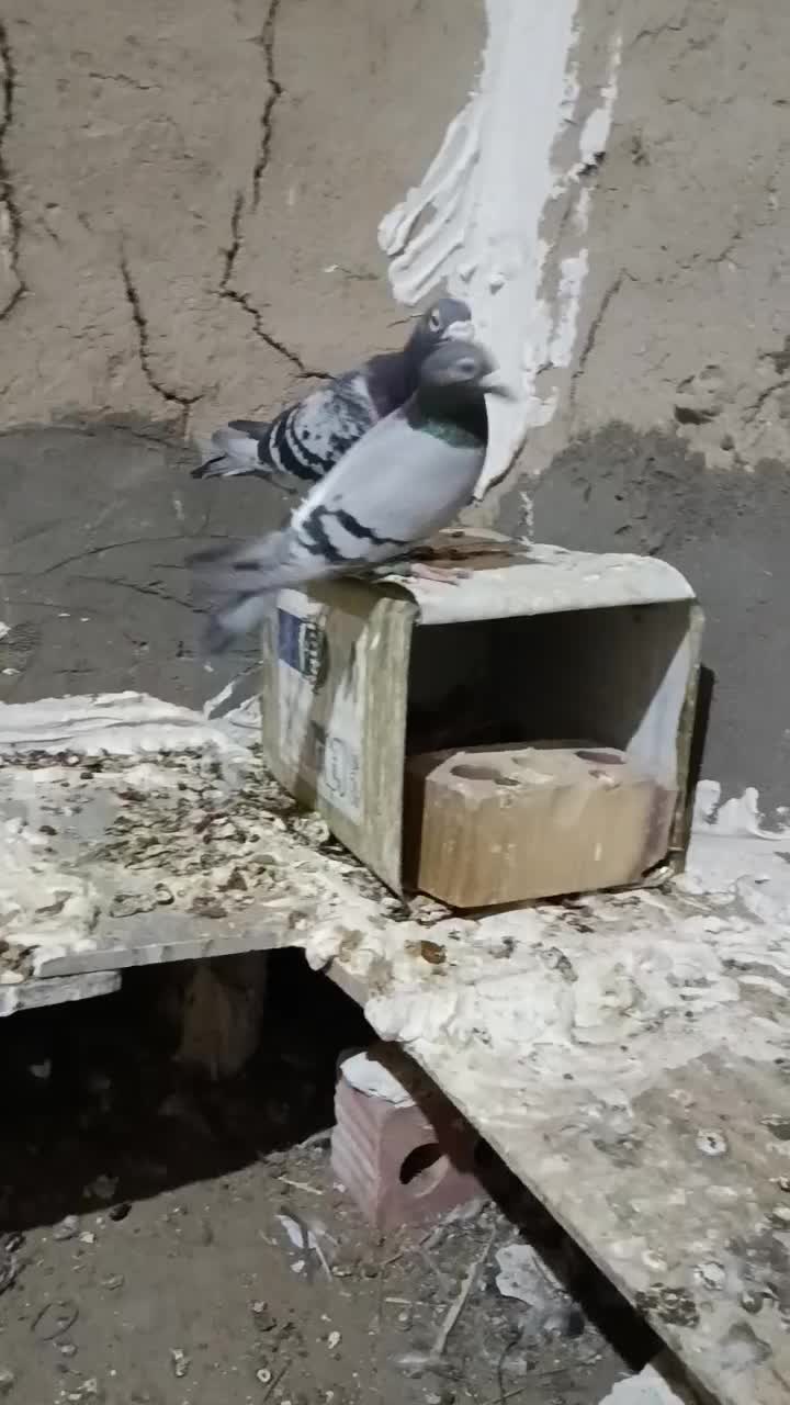 کبوتر|پرنده|خمک, |دیوار