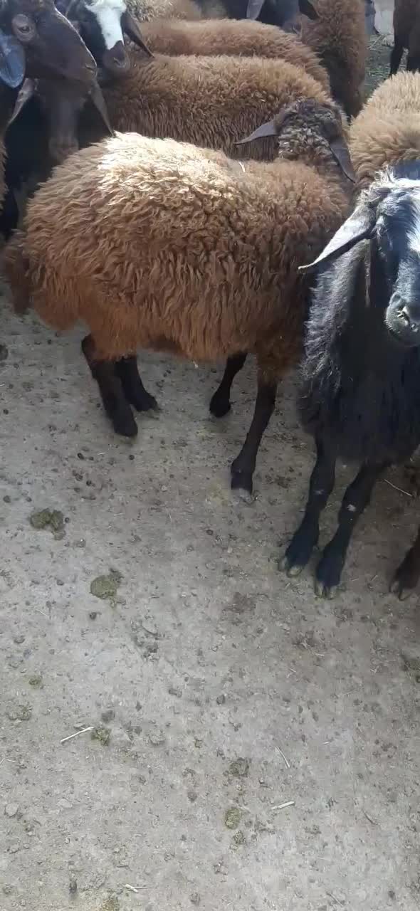 ۳۰عددبره داشتی نر و ماده|حیوانات مزرعه|مهربان, |دیوار