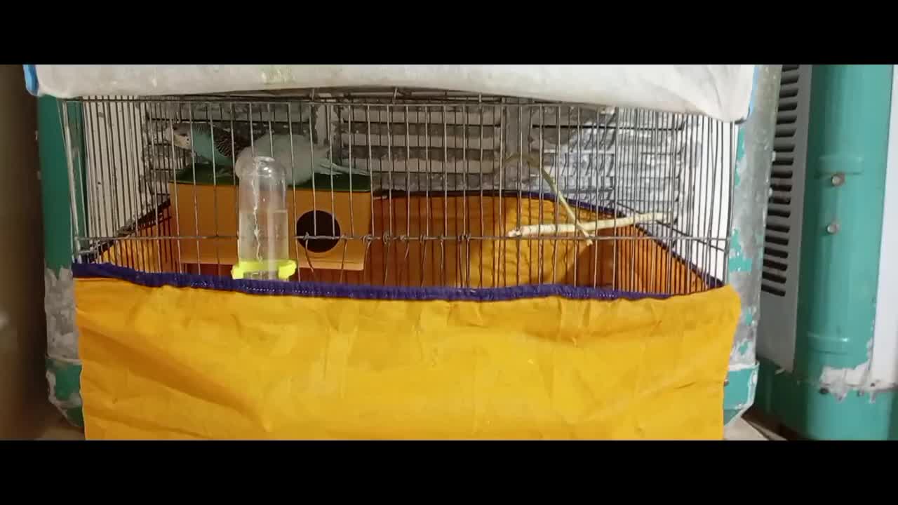 مرغ عشق|پرنده|ایوان, |دیوار