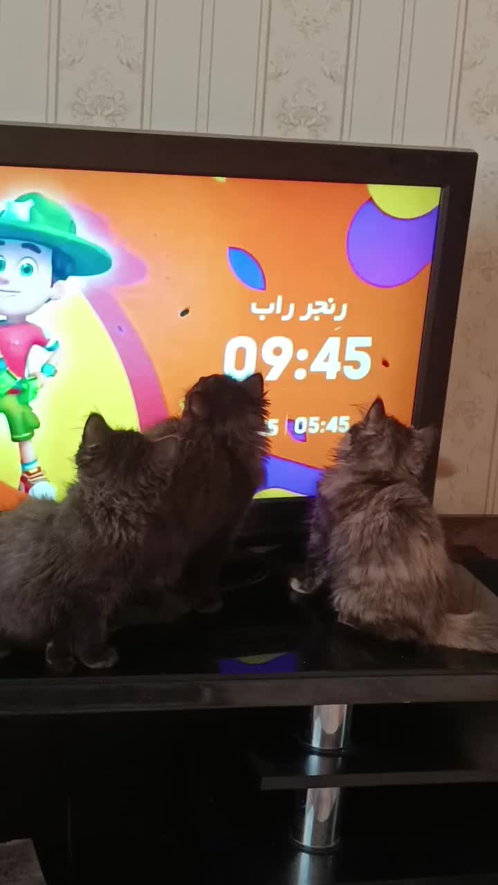 گربه پرشین|گربه|شیراز, درکی|دیوار