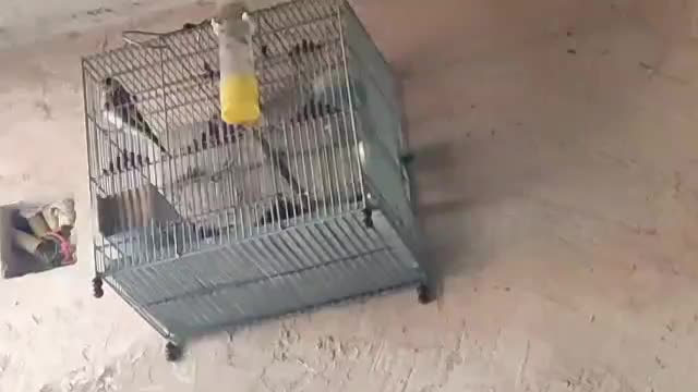 سهره سرچهان|پرنده|سرچهان, |دیوار