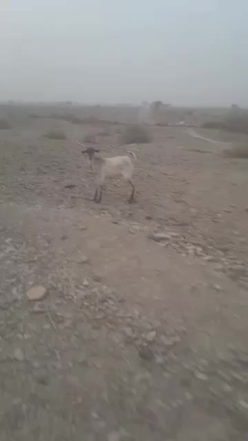 1عددبز فروش|حیوانات مزرعه|مهران (هرمزگان), |دیوار