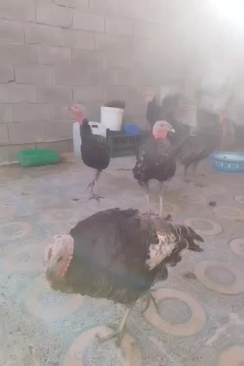 فروش بوقلمون|حیوانات مزرعه|بندر ماهشهر, |دیوار