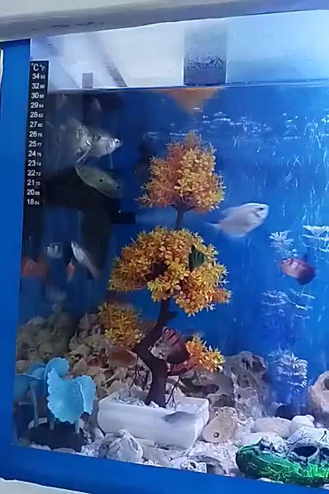 اکواریوم حرفه ای با کمد|ماهی|محمدیه-قزوین, |دیوار