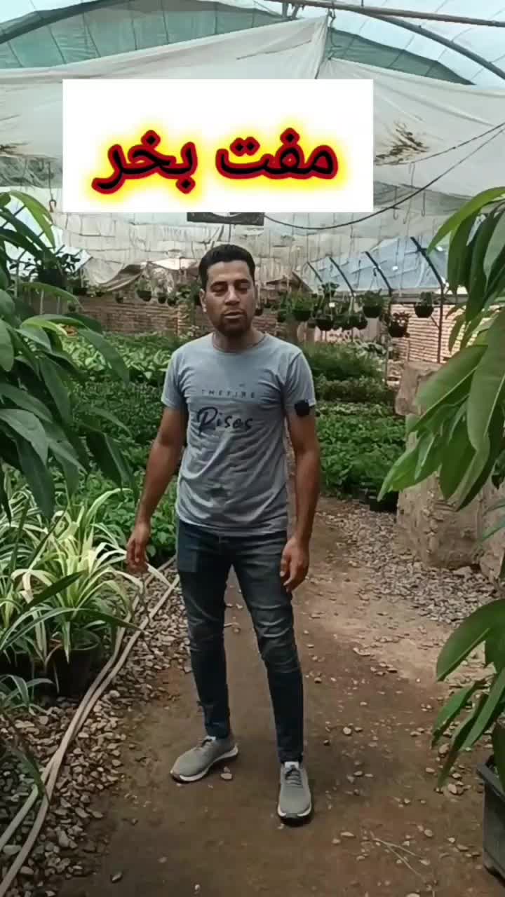 پتوس آویز دار،پر،بلند قیمت مناسب|گل و گیاه طبیعی|مشهد, اروند|دیوار