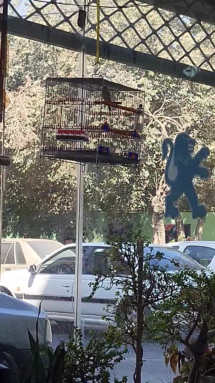 سهره قناری دهن موقوم|پرنده|تهران, شهرک ولیعصر شمالی|دیوار