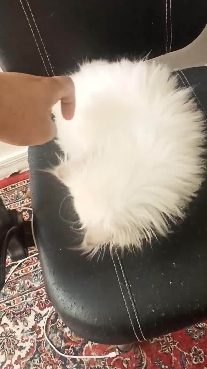 بچه گربه پرشین هیمالین سوپرفلت ماده سفیدچشم سبزآبی|گربه|تهران, حافظیه|دیوار