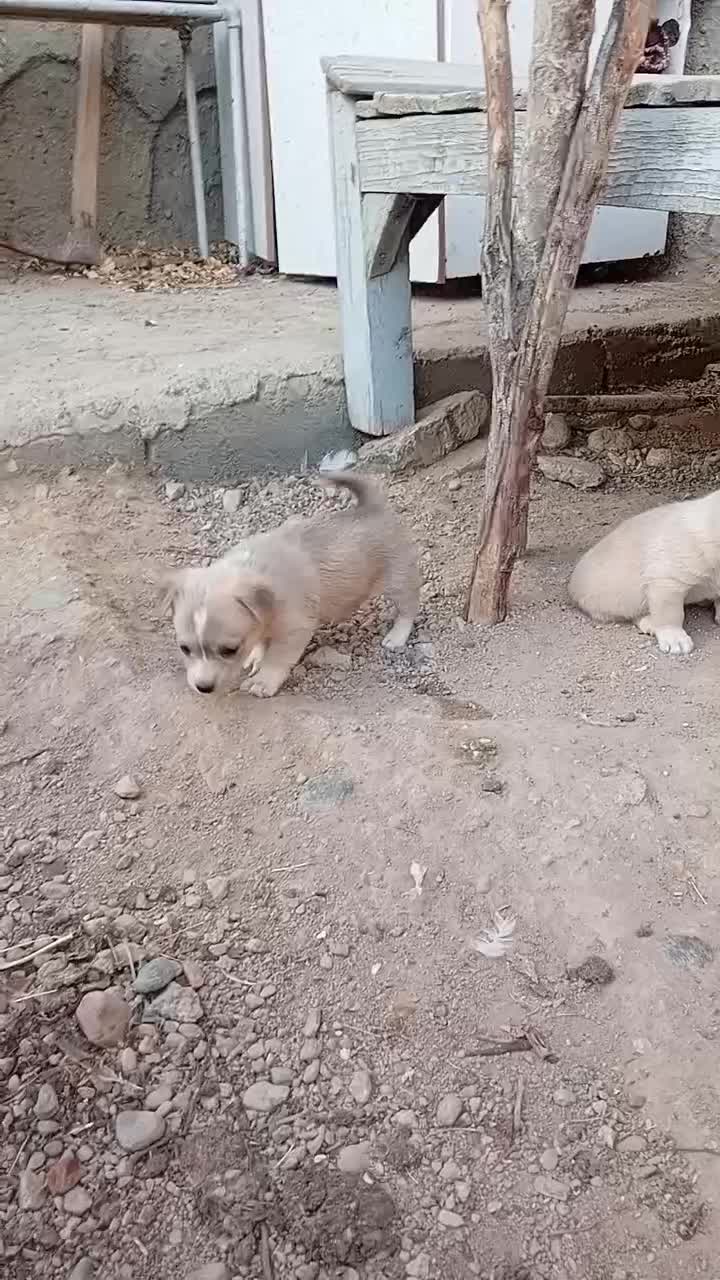 واگزاری پامر اشپیتز|سگ|تبریز, |دیوار