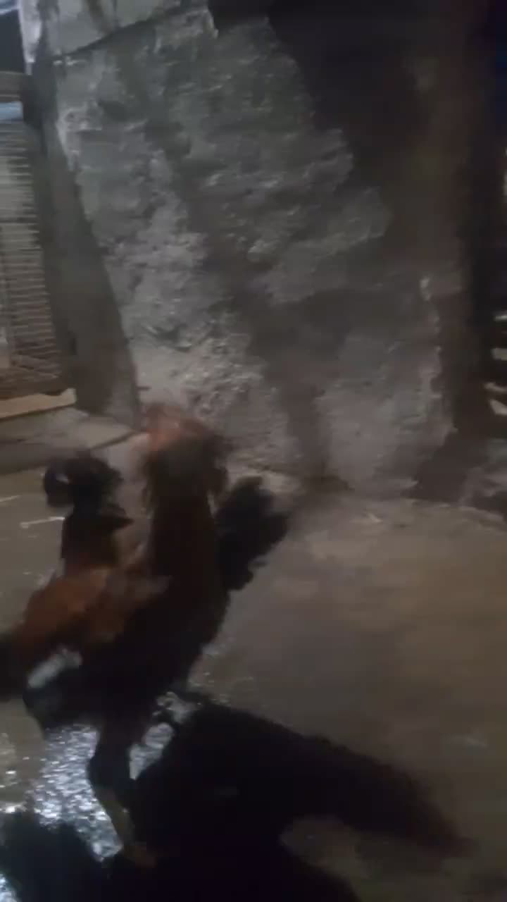 خروس لاری دورگ|حیوانات مزرعه|مریوان, |دیوار