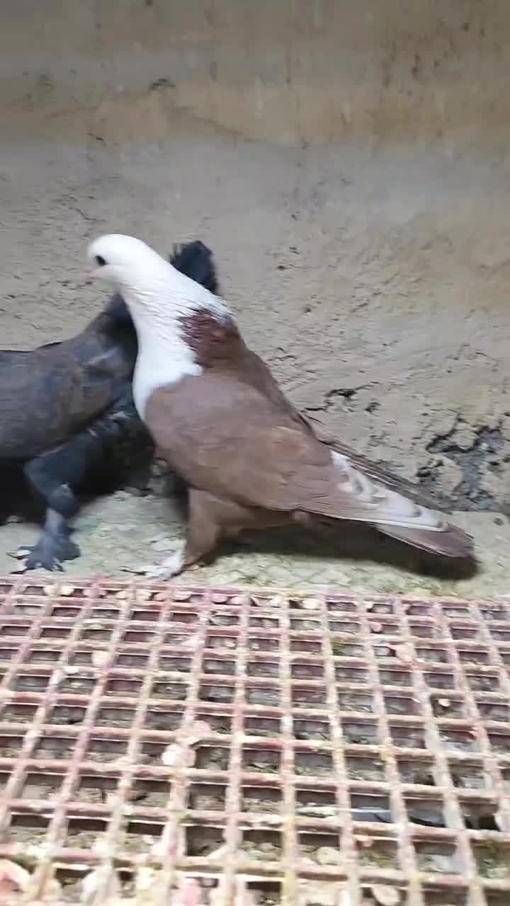 جفت کبوتر کله سفید|پرنده|فردوس (خراسان), |دیوار