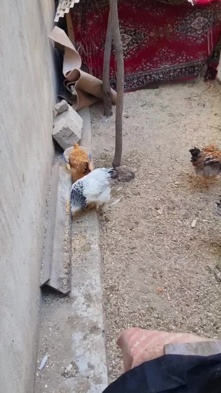 مرغ|حیوانات مزرعه|کرج, عظیمیه|دیوار