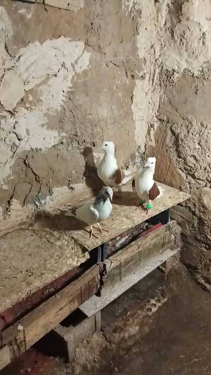 جفت دوکت نرو ماده|پرنده|لالی, |دیوار