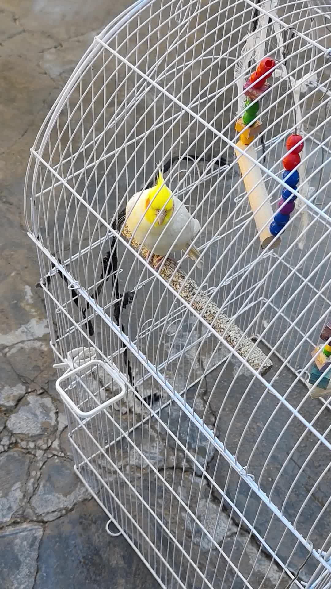 عروس هلندی|پرنده|سرپل ذهاب, |دیوار