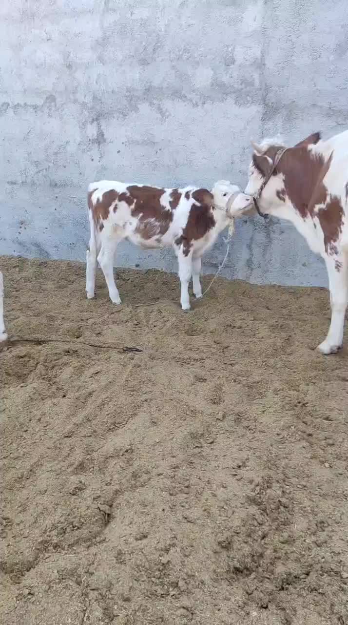 گوساله|حیوانات مزرعه|دره شهر, |دیوار