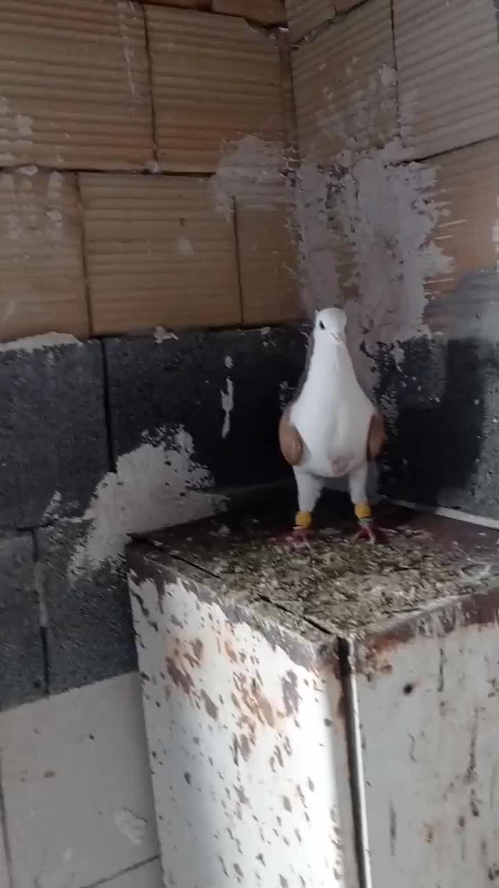 کفتر|پرنده|قزوین, |دیوار