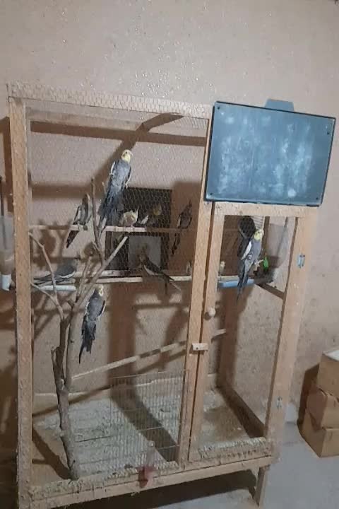 عروس هلندی|پرنده|رشت, نظری|دیوار