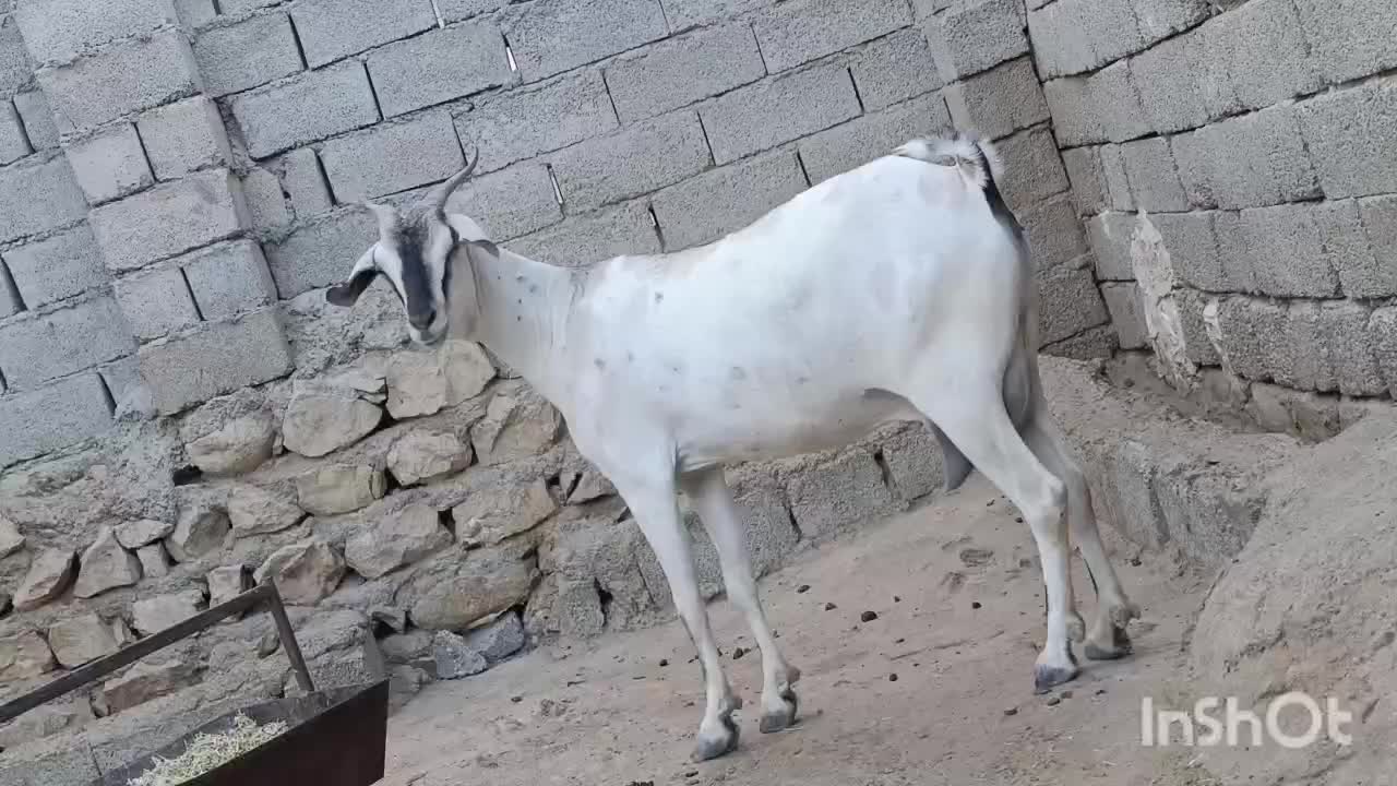 بز سومال|حیوانات مزرعه|بندرعباس, |دیوار