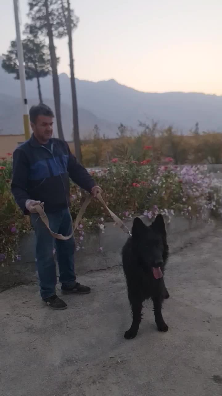 ژرمن بلک نر شولاین فقط کشش|سگ|اصفهان, بهارستان|دیوار