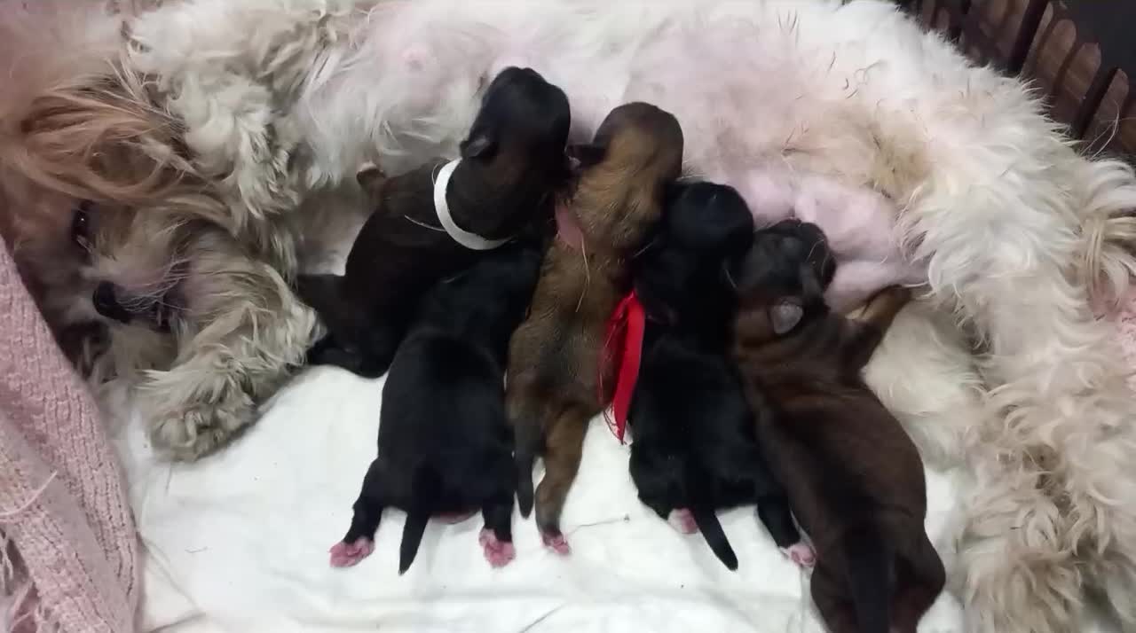 واگذاری شیتزو|سگ|رشت, کوی مهر|دیوار