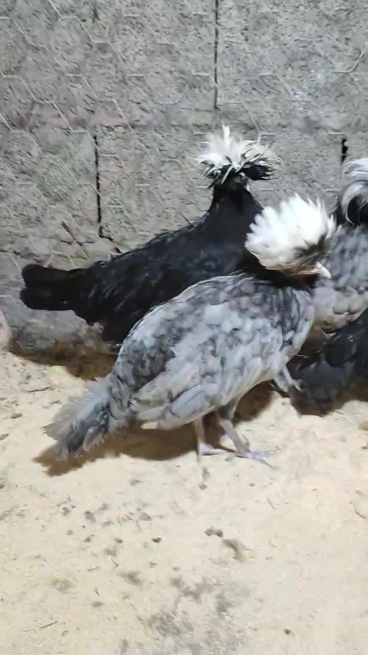 مرغ خروس لهستانی|حیوانات مزرعه|رشت, بلوار گیلان|دیوار
