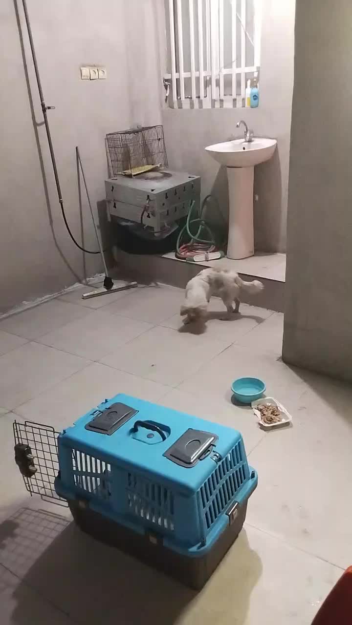 سلام پشمالو نژاد دار|سگ|اهواز, مجاهد|دیوار