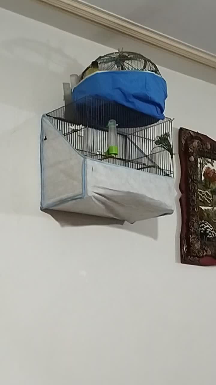 سهره خاکی|پرنده|ساوه, |دیوار