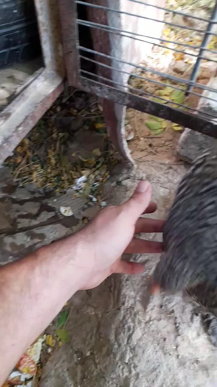 مرغ برهما|حیوانات مزرعه|جوادآباد, |دیوار