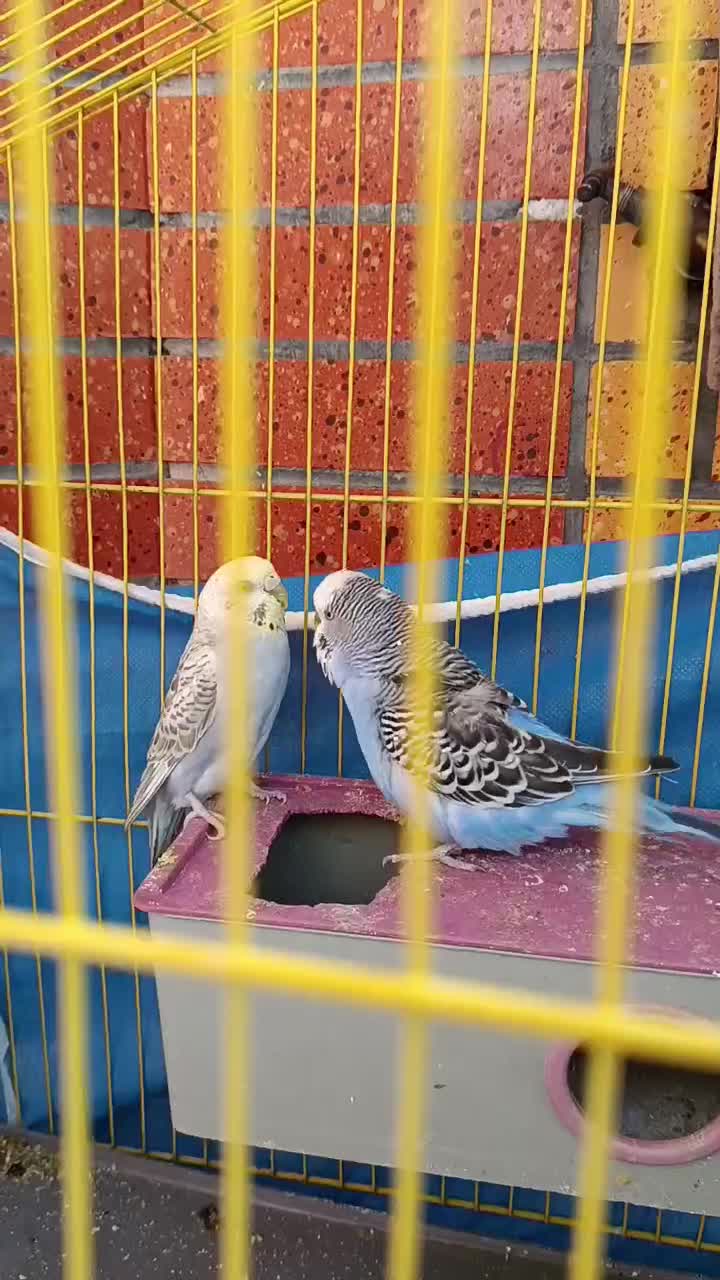 یک جفت مرغ عشق با سه عدد جوجه|پرنده|شاهینشهر, شهرک گلدیس|دیوار