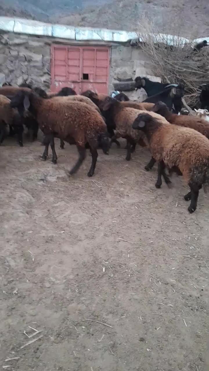 تعدادی بره نر و ماده قزل افشار|حیوانات مزرعه|منجیل, |دیوار