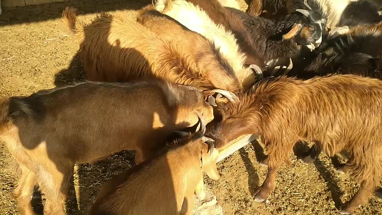 بز نر|حیوانات مزرعه|اهواز, کوی پیروزی|دیوار
