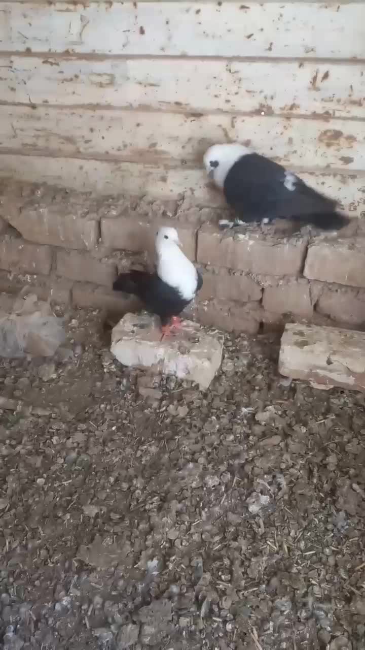 کفتر|پرنده|میان جلگه, |دیوار