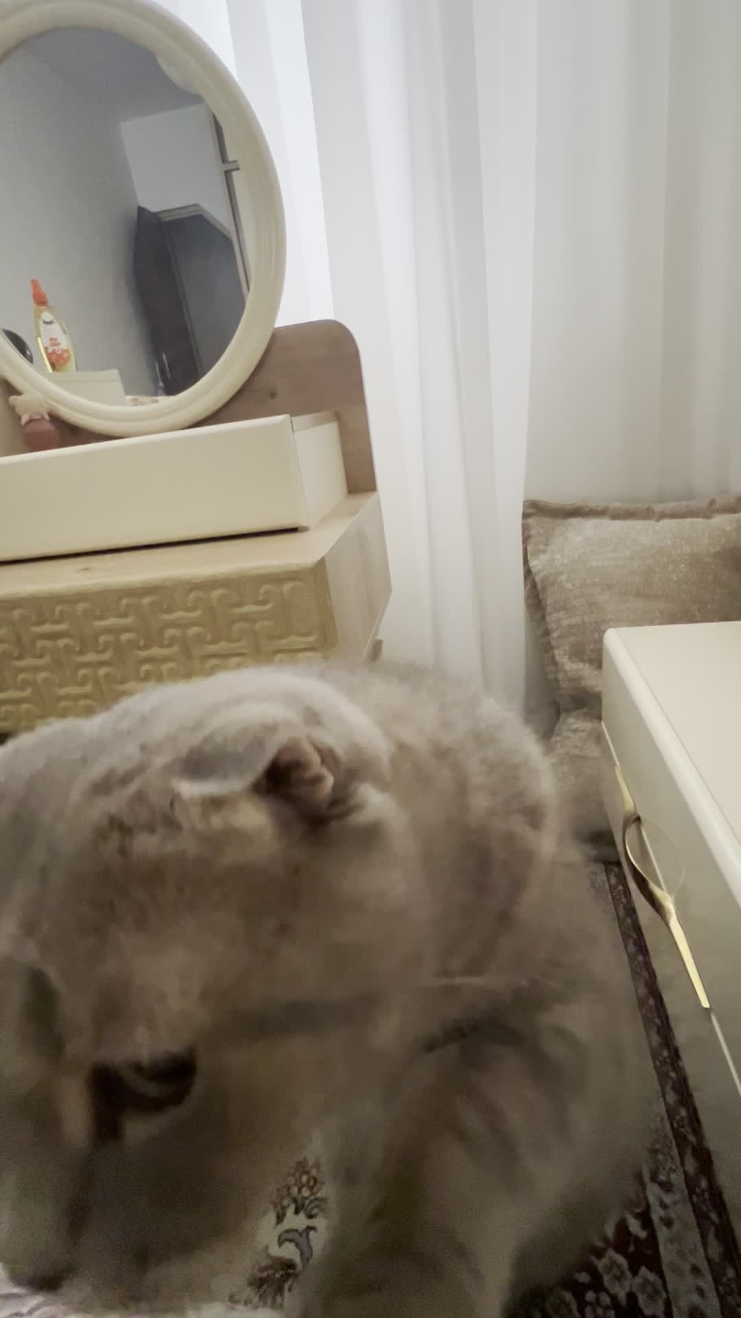 اسکاتیش فولد رنگ خاص طوسی گلد|گربه|قزوین, |دیوار