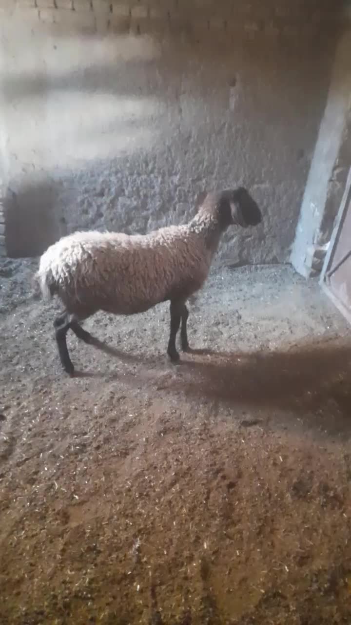 ۱۵۵۰۰۰۰۰|حیوانات مزرعه|گرمسار, |دیوار