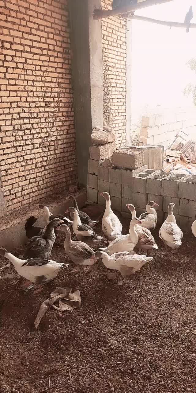 غاز|حیوانات مزرعه|شوشتر, |دیوار