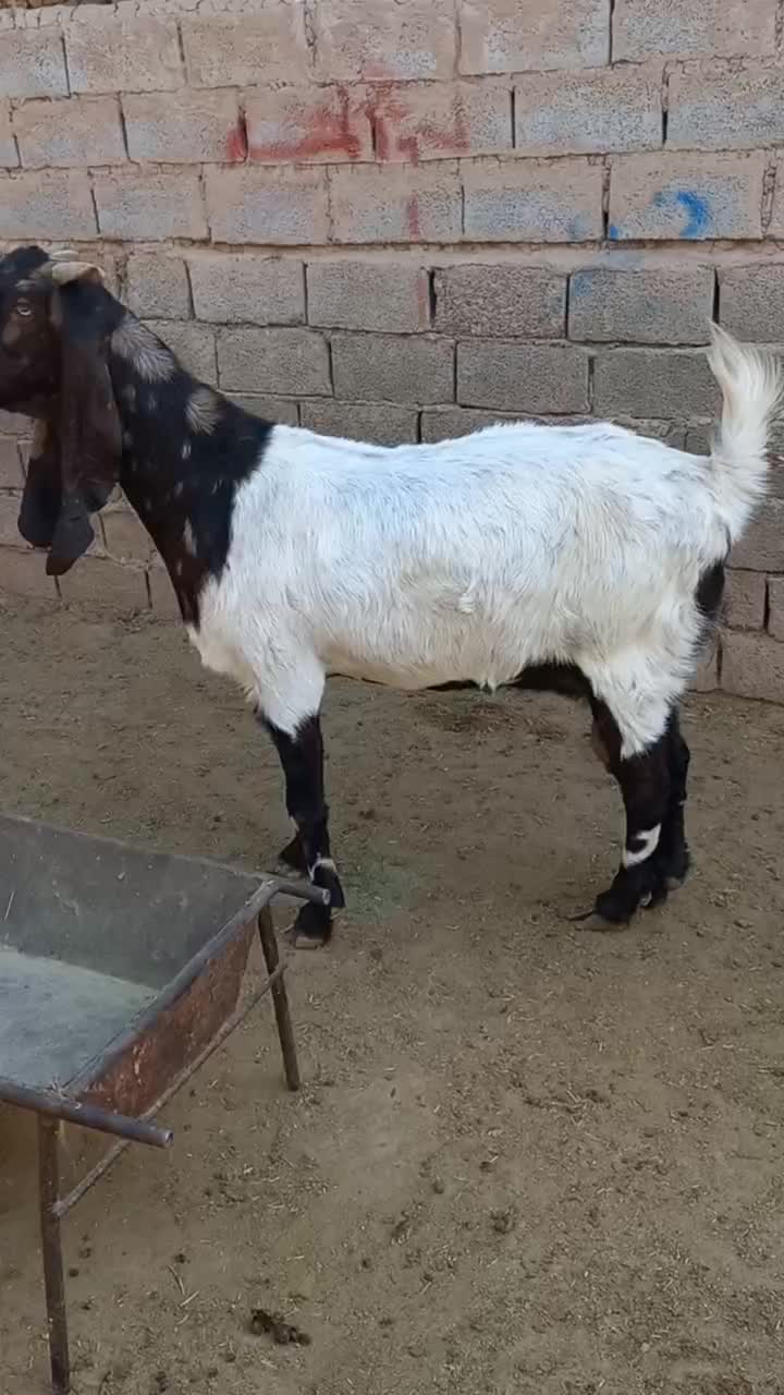 ۲عددبزپاکستانی ماده|حیوانات مزرعه|اهواز, فرهنگ شهر|دیوار