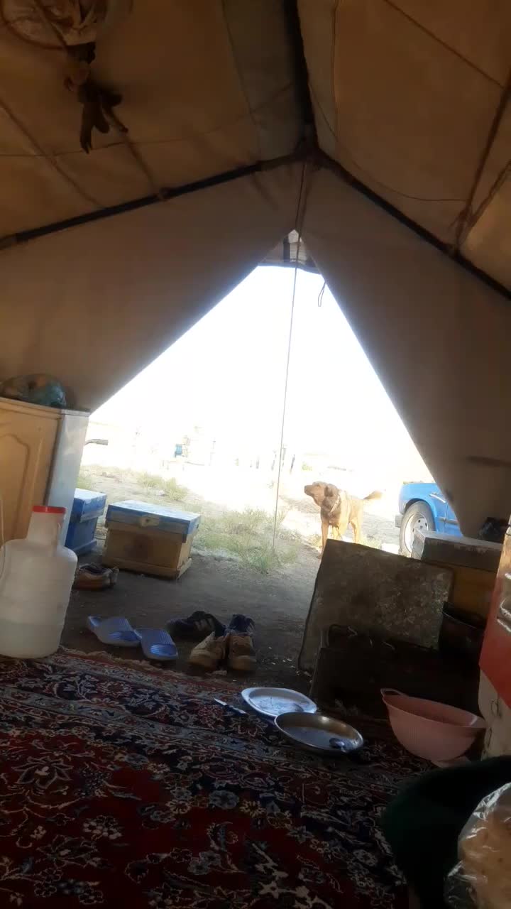 ماده پژدر|سگ|کرمانشاه, |دیوار