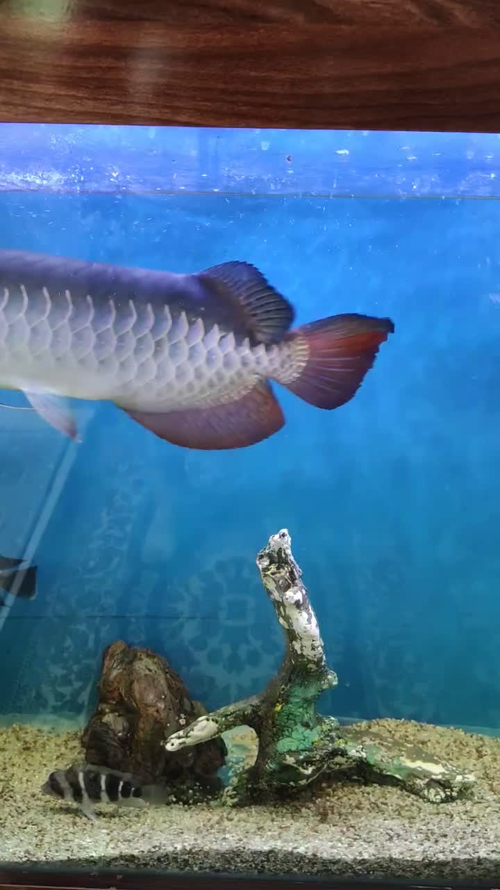 آروانا های بک بلو بیس|ماهی|تهران, افسریه جنوبی|دیوار