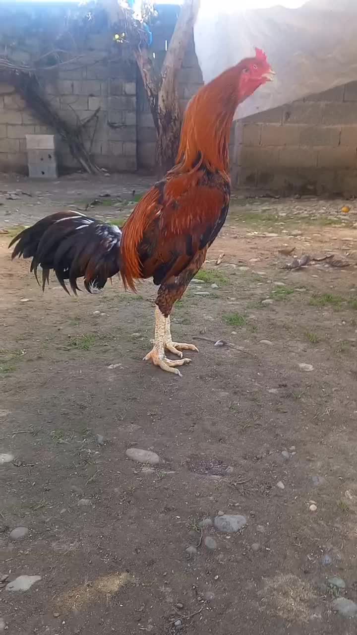مرغ لاری و خروس لاری|حیوانات مزرعه|رشت, لاکانی|دیوار
