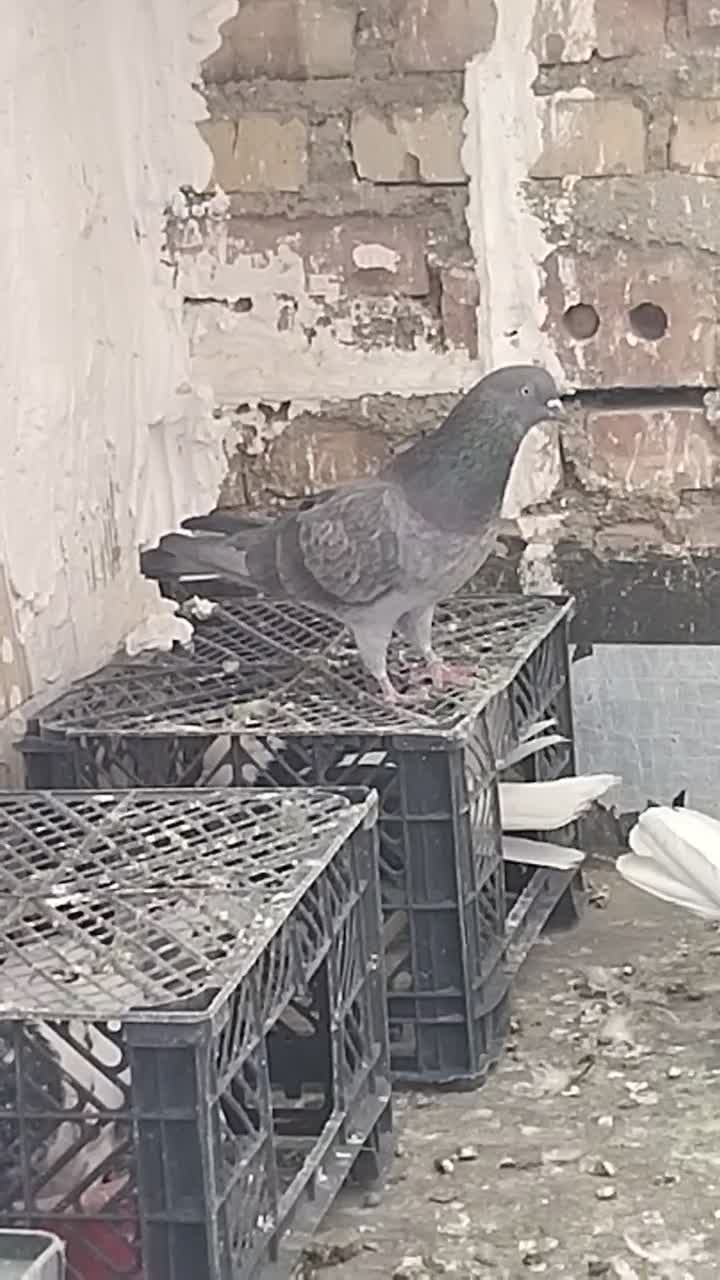 نر فروشی دوستان یه دماغو انگشتش زده شده|پرنده|بوکان, |دیوار