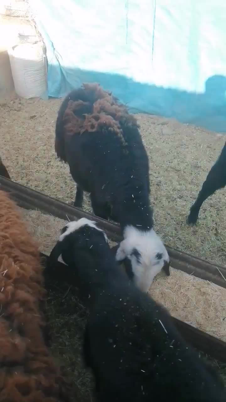 دو راس بره مادی اصیل وجنس دار|حیوانات مزرعه|سلامی, |دیوار