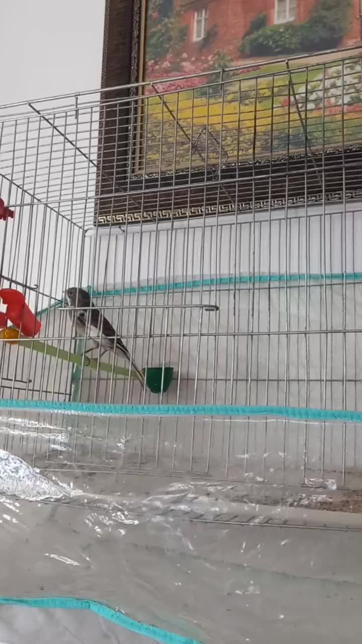 قناری کشیده بلند عالی و درجه یک|پرنده|یزد, |دیوار