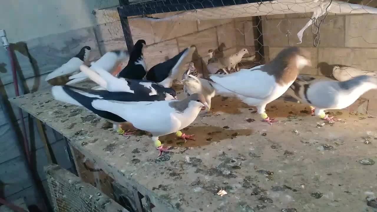 شصتی|پرنده|محمدیه-قزوین, |دیوار