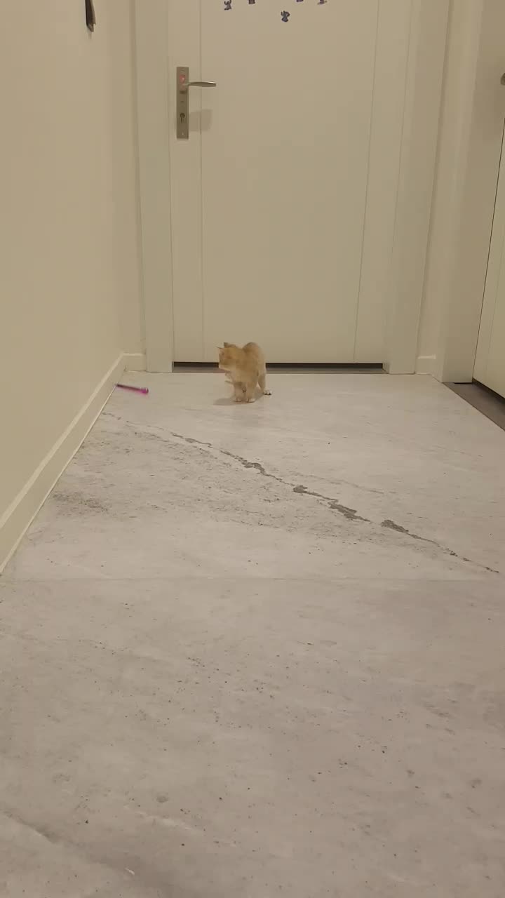 بچه گربه|گربه|تهران, هروی|دیوار